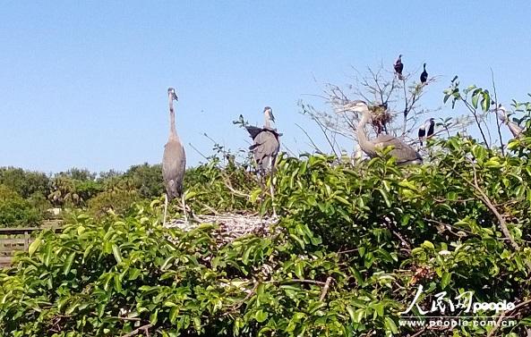 The Wakodahatchee Wetlands is an excellent spot for bird watchers.