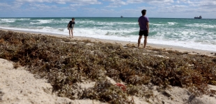 威胁美国海岸的马尾藻数量近期出现减少