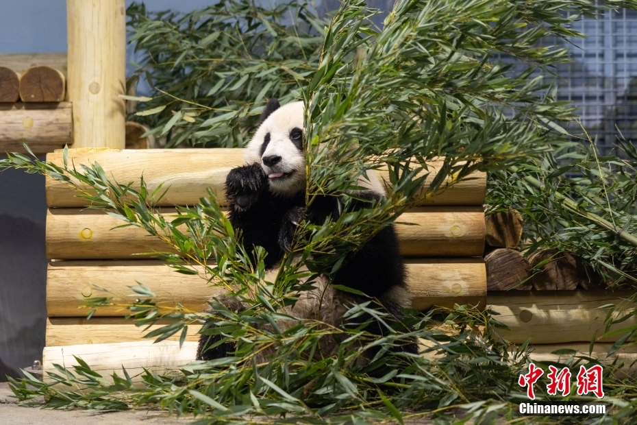 图为雌性大熊猫“青宝”。 美国华盛顿国家动物园 供图