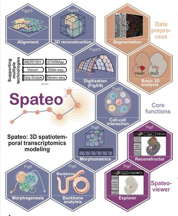 图为高精度生命全景时空算法工具“Spateo”整体功能示意图。（杭州华大生命科学研究院供图）