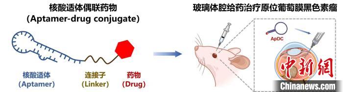 中国科学家团队联合研发的创新药物——核酸适体偶联药物(ApDC)的相关示意图。中国科学院杭州医学研究所 供图