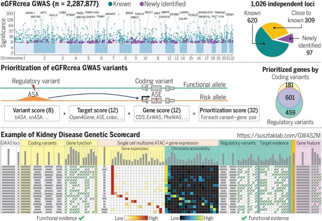 迄今最详细肾功能遗传图谱绘成
