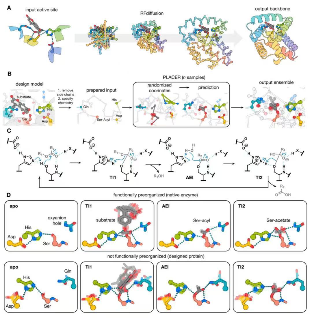 AI从头设计丝氨酸水解酶示意图。图片来源：《科学》