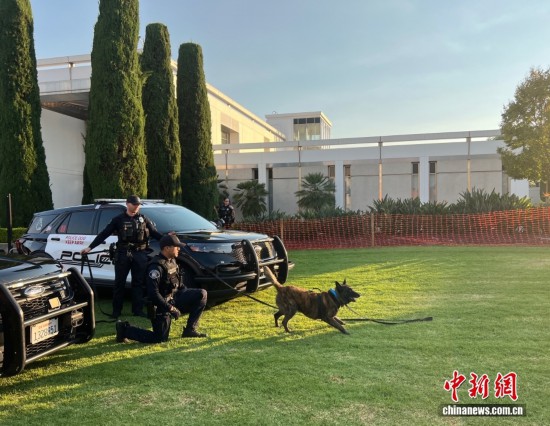 图为洛杉矶郡阿罕布拉市警察演示警犬抓捕行动。