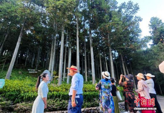 海外华文媒体走进后洋村，深入了解黄振芳家庭林场从无到有的建设历程。吕明 摄